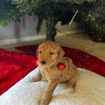 Goldendoodle Puppies in Dallas, Texas