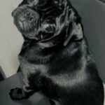 Selling This Pug He Is 1 Year Old in Lynn, Massachusetts