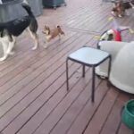 SHIBA INUS in Columbia, Missouri