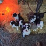 Sheepadoodle in Dayton, Ohio