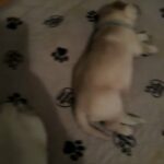AKC Golden Retriever Puppies in Visalia, California