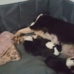 Black &white australian shepherd in Arizona City, Arizona