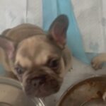 8 weeks looking for their forever home in Arizona City, Arizona