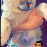 Husky Chows for Sale (7 males 1 female ) in Arizona City, Arizona