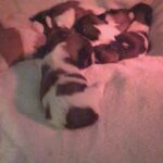 8 healthy pure bred Shih Tzu puppies in Arizona City, Arizona