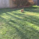 Mini Golden doodle in Arizona City, Arizona