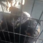 Rottweiler Puppies Update 🥰 in North Little Rock, Arkansas