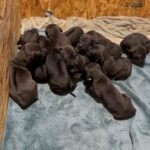 Chocolate Ridgebacks in Huntsville, Alabama