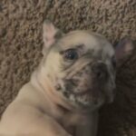 8 weeks looking for their forever home in Arizona City, Arizona