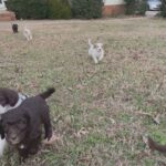 CKC Registered F1B Labradoodles in Arizona City, Arizona