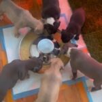 Xl Bullies in Manteca, California