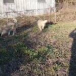 2 great Pyrenees Anatolian mix pups in Springfield, Missouri