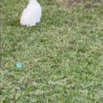 Maltipoo For Sale in Orlando, Florida