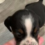 Petey in Springfield, Missouri
