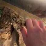 Leopard Gecko in Lititz, Pennsylvania