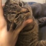 4-5 Month Old Female Tabby Kitten in Warren, Michigan