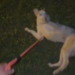 Husky in Cincinnati, Ohio