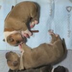 American Bully Puppies in Dallas, Texas