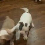 Lovely Puppies ? in Washington, District of Columbia
