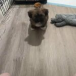 shih tzu looking for his forever home in Wheaton, Maryland