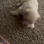 Maltese Puppies in Austin, Texas
