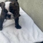 engles bulldogs puppies in Los Angeles, California