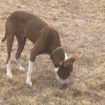 Red Nose Pit in Converse, Texas