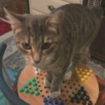 Free Female Cat!!!! in Hesperia, California