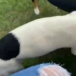 • LOOKING TO REHOME 2 DOGS • ADOPT ME!! in Riverside, California
