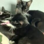 Free Kittens in Anaheim, California
