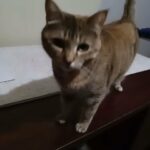 free kitty! in Oklahoma City, Oklahoma