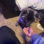 Deeog in Spokane, Washington