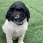 STANDARD POODLE in Eugene, Oregon