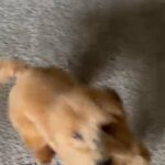 COOKIE in Waldorf, Maryland