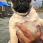 Pug in Fresno, California