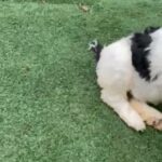 Standard Poodle in Eugene, Oregon