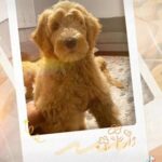 Golden Doodle Puppies in Spartanburg, South Carolina