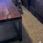 French Bulldogs in Oklahoma City, Oklahoma