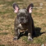 French Bulldog in Oklahoma City, Oklahoma