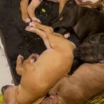 American Pitbull Puppies in Crystal, Minnesota