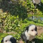 Australian Shepard in San Diego, California