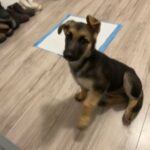 Puppy For Cheap in Dallas, Texas