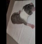 Great Dane male in Athens, Texas
