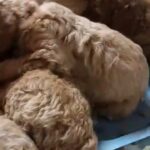 Red /apricot standard poodle pups in Roanoke, Virginia