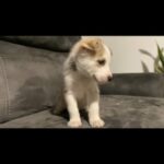 Siberian Husky in Homestead, Florida