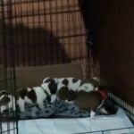 Male Boston Terriers in Odessa, Texas