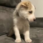 Siberian Husky’s in Homestead, Florida