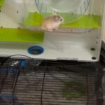 Hamster And Hamster Cage in Denver, Colorado