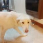 White Female Retriever in Jackson, Tennessee