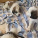Akc English Springers 6m1f in Chapel Hill, North Carolina
